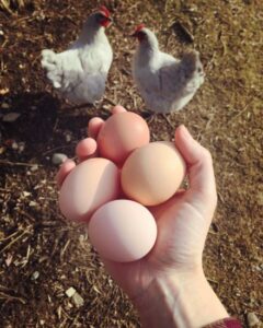 Fun Facts About Eggs Image